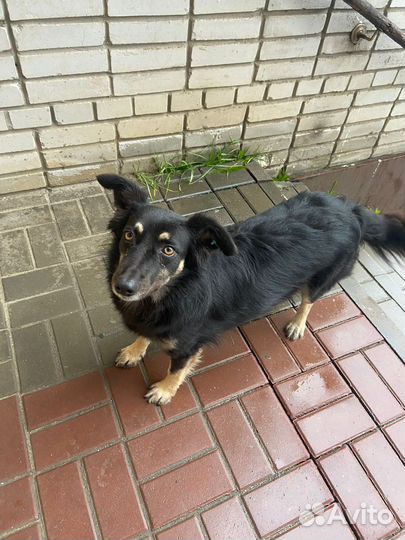 Джесська в Добрые руки