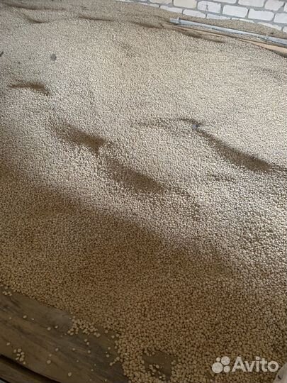 Белая кукуруза