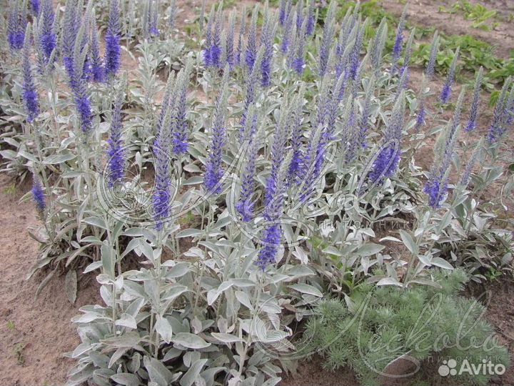 Многолетние почвопокровные цветы