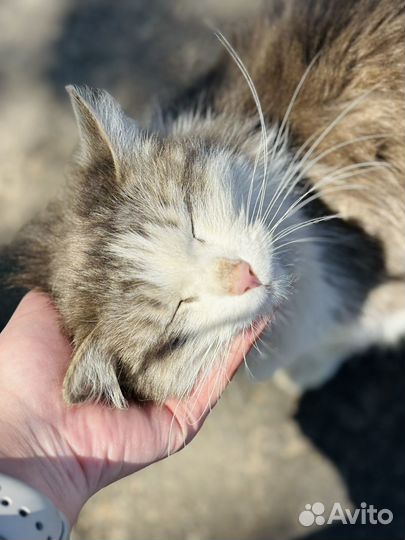 Кошка в добрые руки