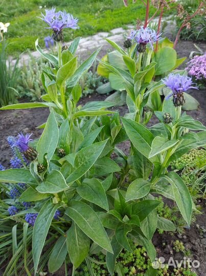 Флоксы белые, розовые, вербейник