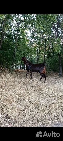 Козлик камори