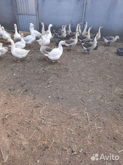 Продаются суточные, подрощеные гусята