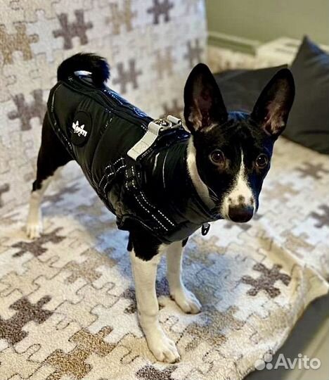 Щенок-девочка Басенджи