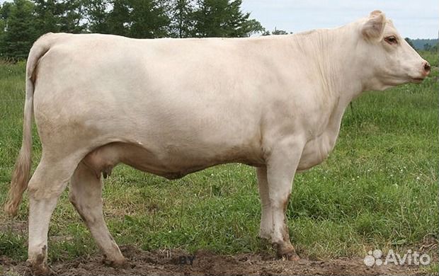 Искусственное осеменение крс