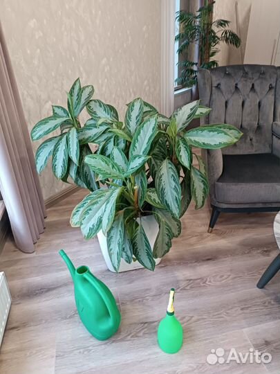 Комнатные растения