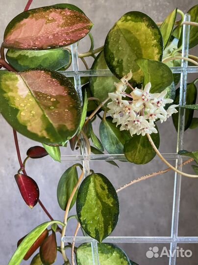 Хойя аустралис Лиза и Australis sunny side up