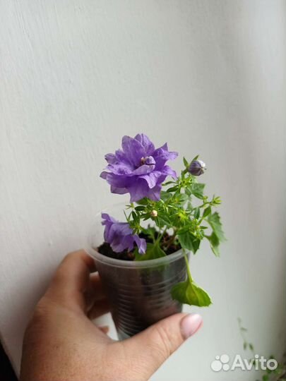 Кампанула махровая