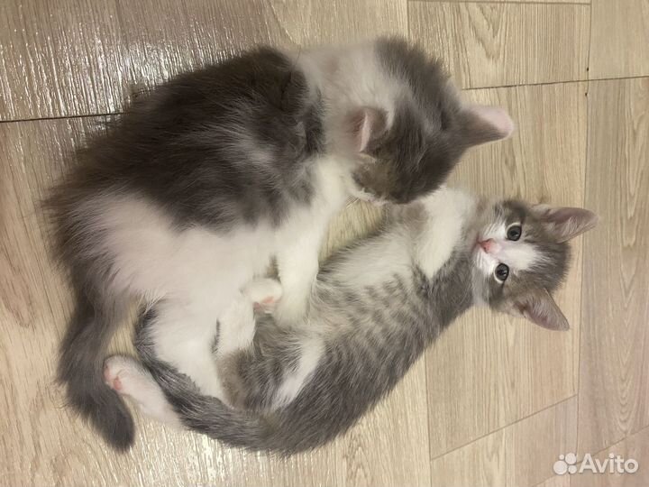 Котята в дар бесплатно