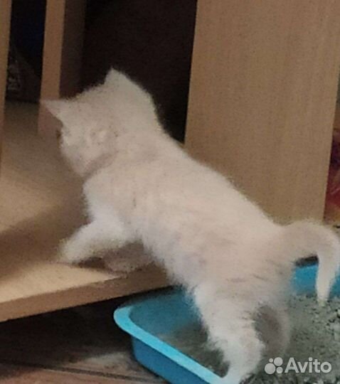 Игривые котята (перс+британец)