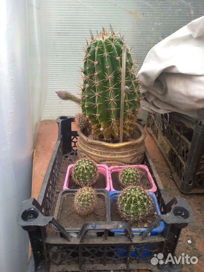 Цветущий кактус Эхинопсис