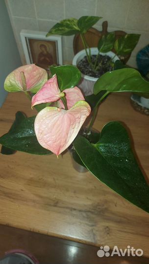 Антуриум Sweet Dream