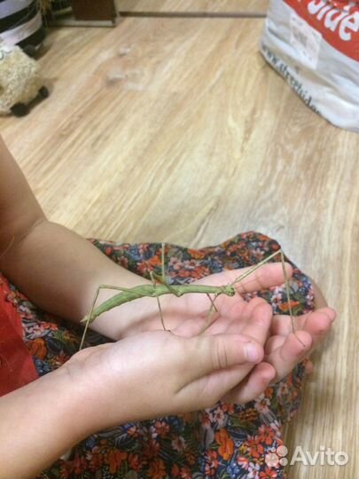 Аннамские палочники