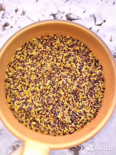 Семена суданской травы