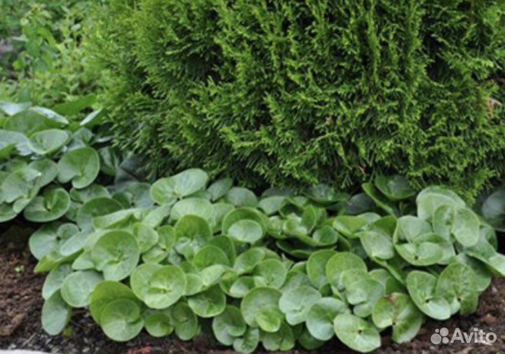 Копытель Ясколка