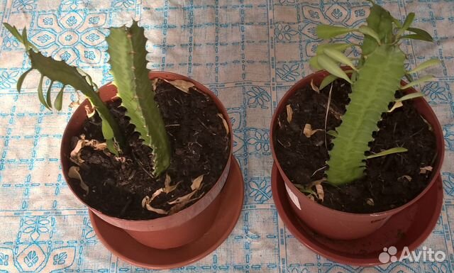 Молочай трехгранный (треугольный)