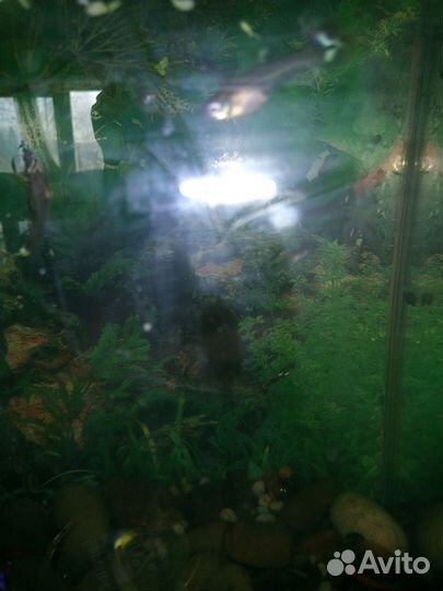 Продам гуппи
