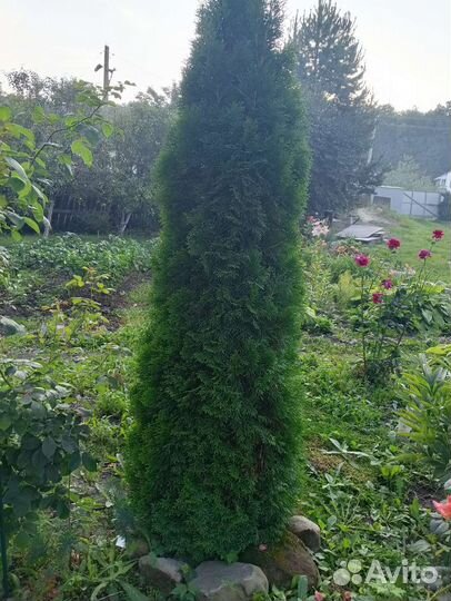 Саженцы туи