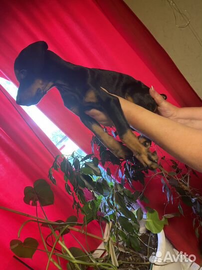 Щенки добермана