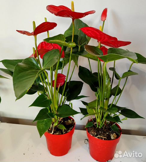 Антуриум красный Невада d14