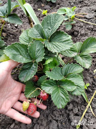 Саженцы ремонтантной клубники