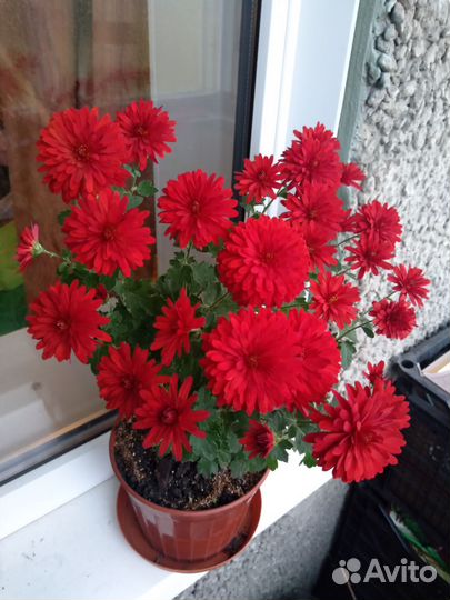 Хризантемы мультифлора саженцы