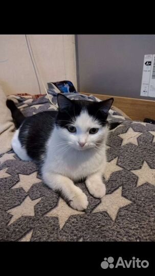 В добрые руки