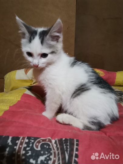 Котик малыш 1,5 мес