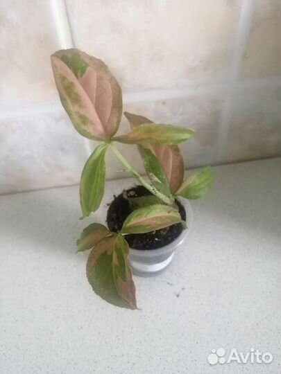 Комнатные растения-сингониум, фикус и др