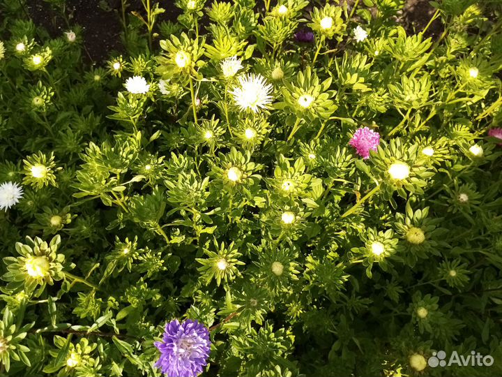 Астра цветы