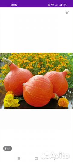 Семена тыквы
