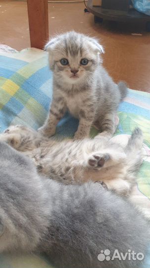 Шотландская