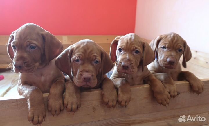 Щенки венгерской выжлы (легавая)