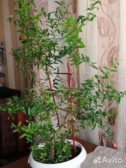 Комнатные растения. гранат