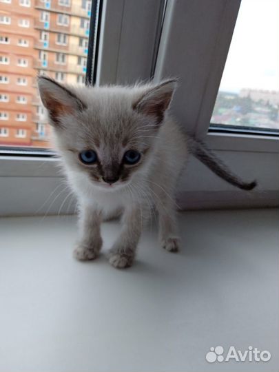 Сиамские котята