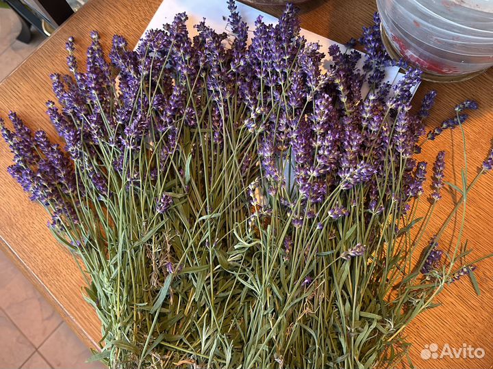 Букет лаванды. уже высушеные