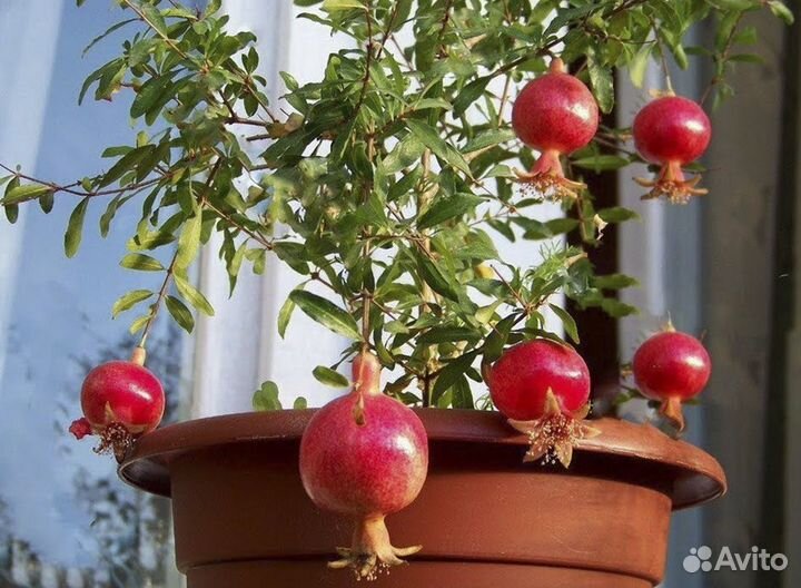 Комнатный гранат Бэйби