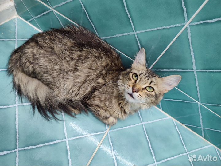 Преданная подружка