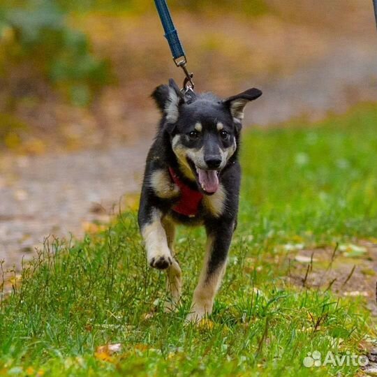 Годовалый малыш в добрые-добрые руки