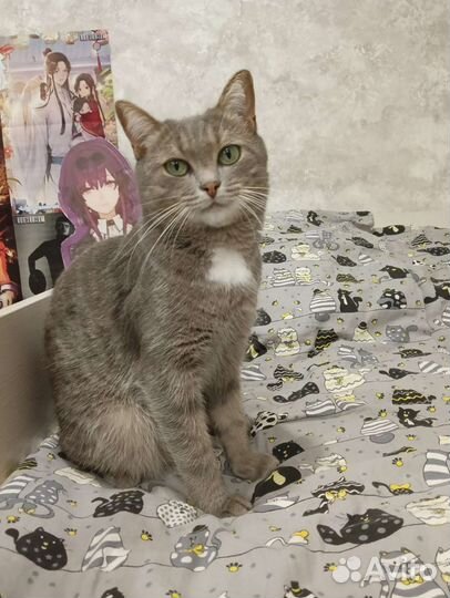 Кошки в добрые руки