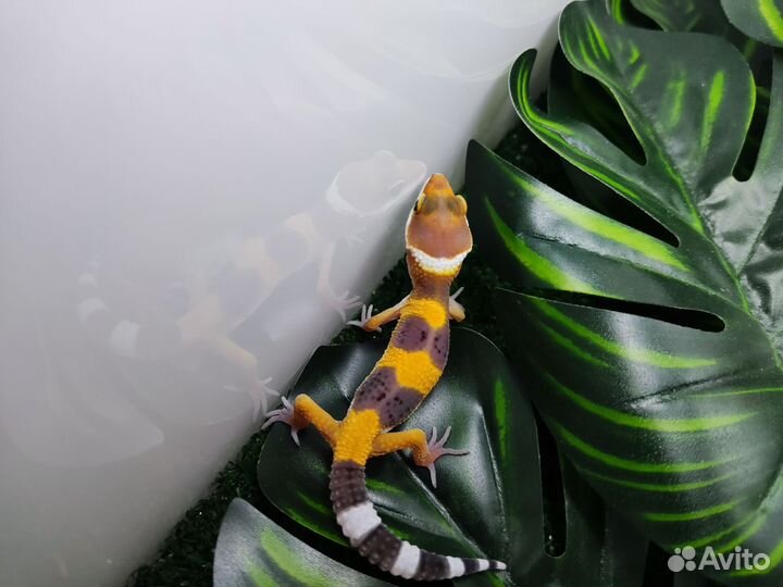 Геккон эублефар