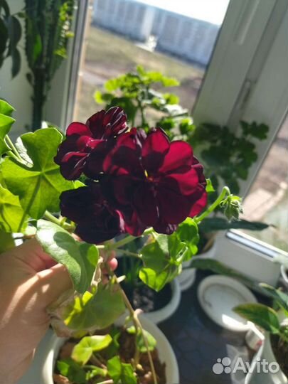 Пеларгония герань плющелистная