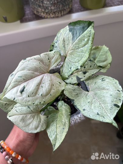 Сингониумы