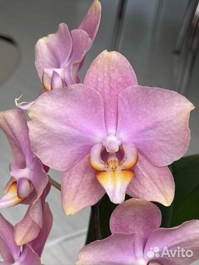 Орхидея фаленопсис Розетта