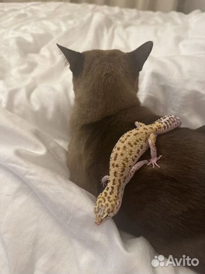 Ящерица эублефар