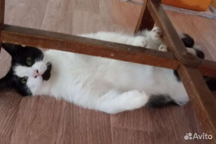 Мудрый, крупный кот с лимонными глазами Василий