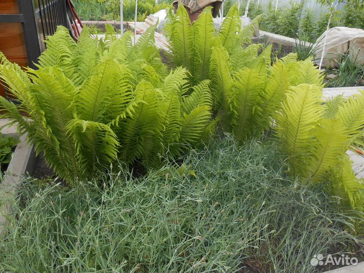 Папоротник