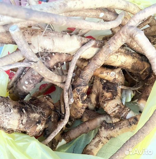 Свежевыкопанный хрен