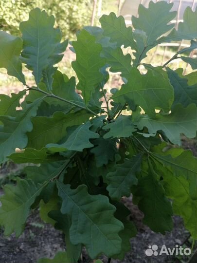 Саженцы дуба