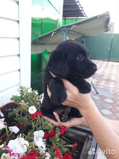 Щенки лабрадора
